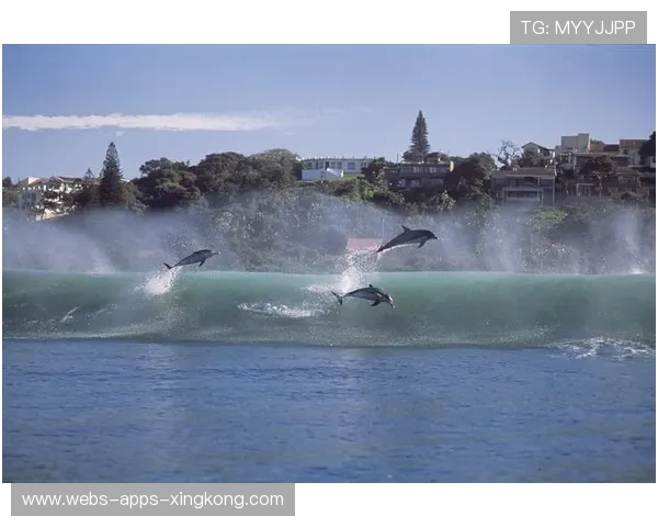 冲浪比赛突然跳出海豚,选手与海豚同框成奇景
